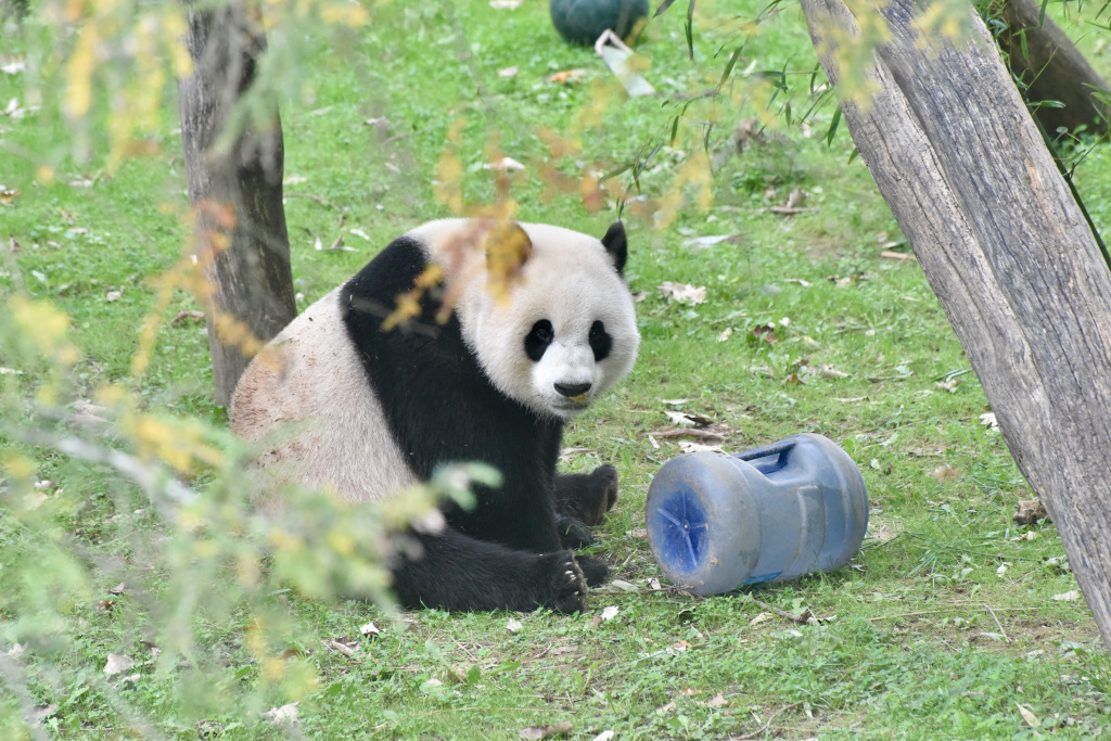 Syedih... Sekeluarga Panda di Smithsonian Zoo Akan Pulang ke China-Image-1