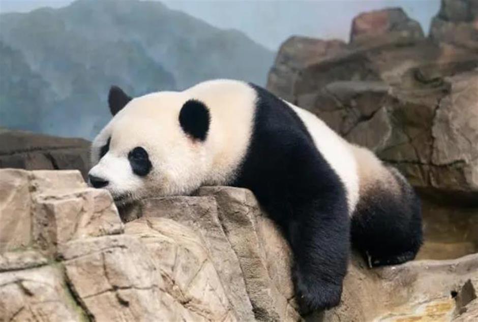 Sekeluarga Panda di Smithsonian Zoo Ini Akan Pulang ke China-Image-1