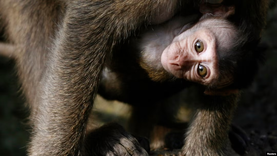 Shio 11 Oktober 2023: Monyet Penuh Energi Positif-Image-1