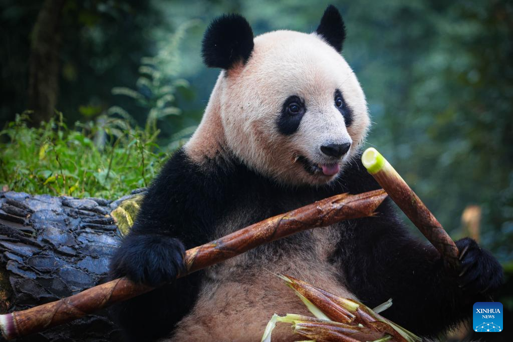 Panda Kelahiran Jepang Xiang Xiang Kembali ke Ya'an-Image-1
