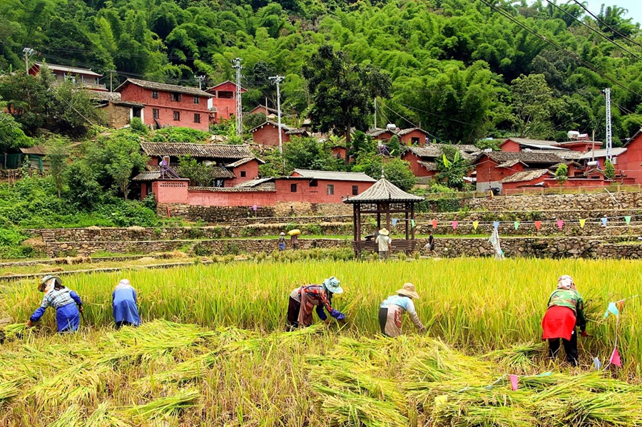 POTRET: Petani Panen Padi dan Jagung di China-Image-1