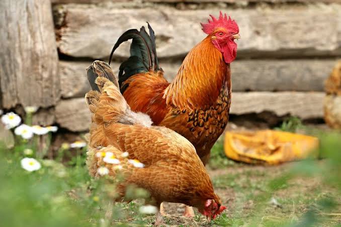 Shio 21 Oktober 2023: Ayam Tegas dan Berani-Image-1