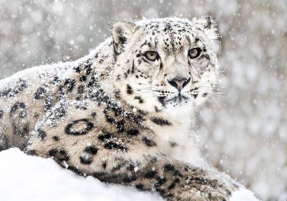 Aliansi Konservasi Macan Tutul Salju Didirikan di Xining-Image-1