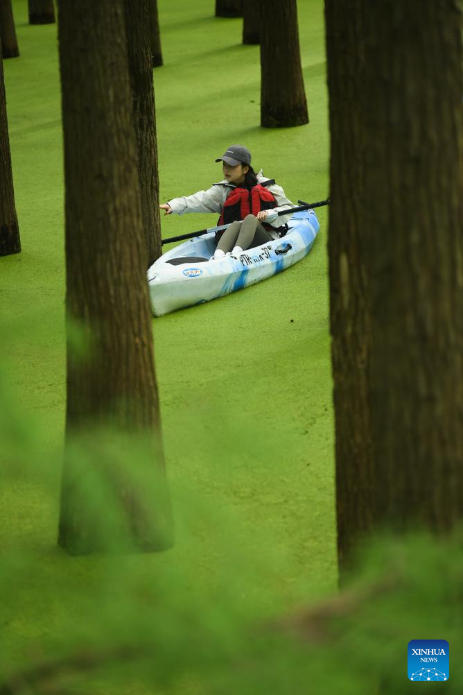 Ini Potret Hutan Tergenang di Danau Qingshan-Image-5