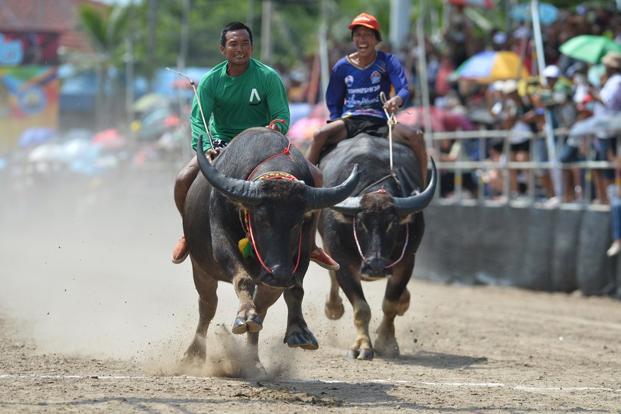 Album Asia: Mengintip keseruan festival balap kerbau di Thailand-Image-2