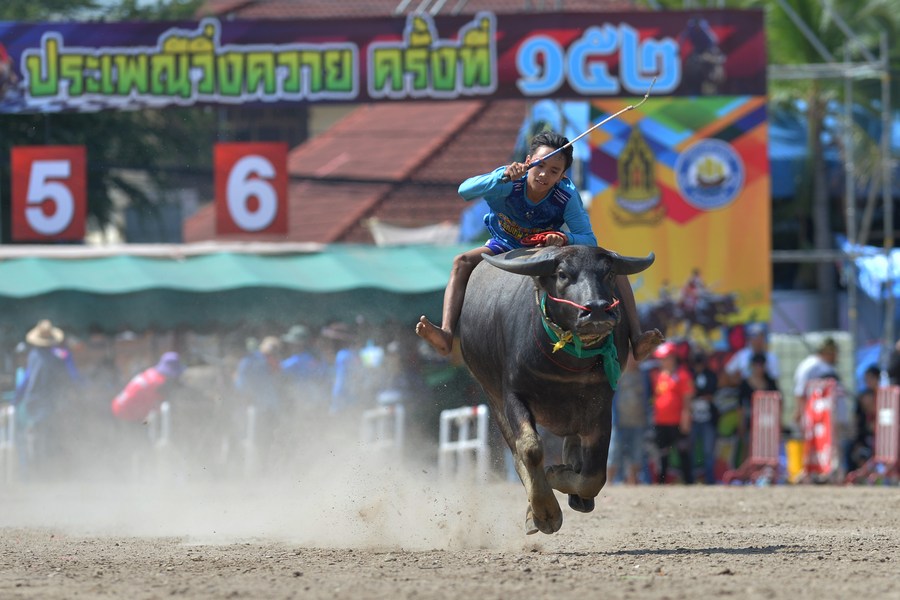 Album Asia: Mengintip keseruan festival balap kerbau di Thailand-Image-3