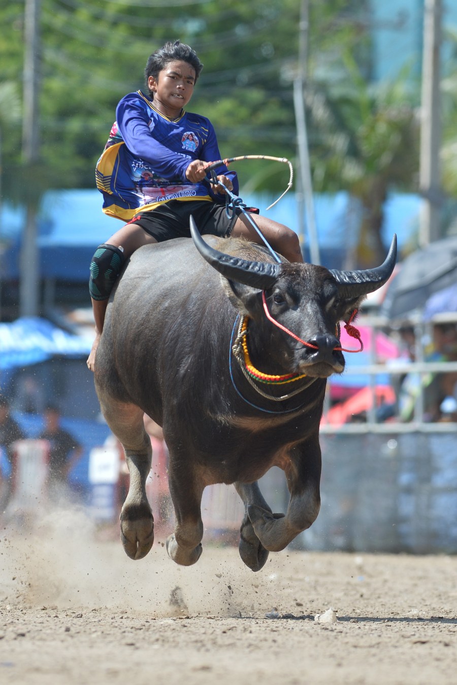 Album Asia: Mengintip keseruan festival balap kerbau di Thailand-Image-4