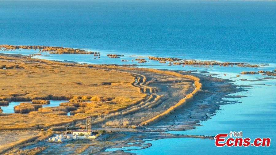 Potret Bunga Buluh Emas di Danau Bosten Xinjiang-Image-3