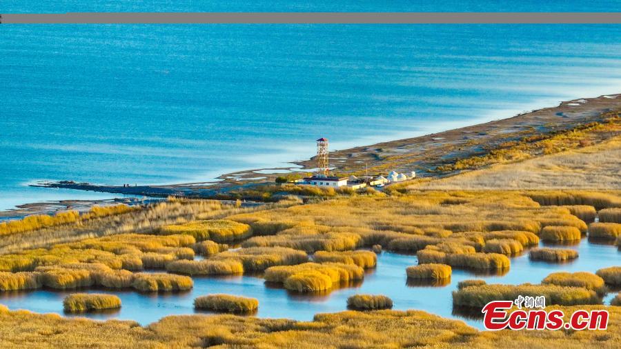 Potret Bunga Buluh Emas di Danau Bosten Xinjiang-Image-1