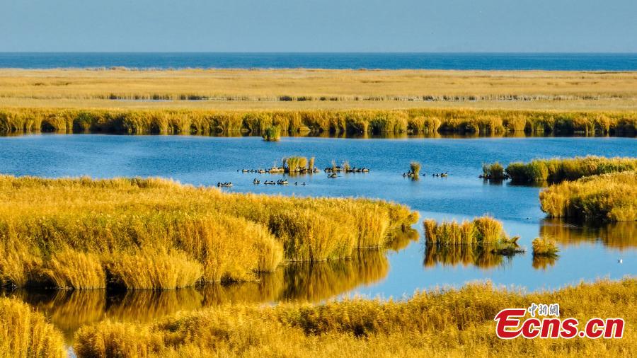 Potret Bunga Buluh Emas di Danau Bosten Xinjiang-Image-2