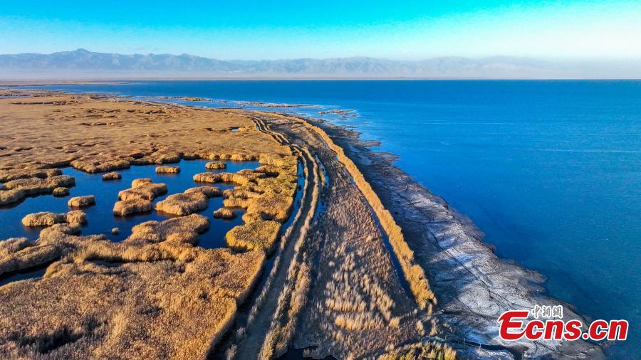 Potret Bunga Buluh Emas di Danau Bosten Xinjiang-Image-5