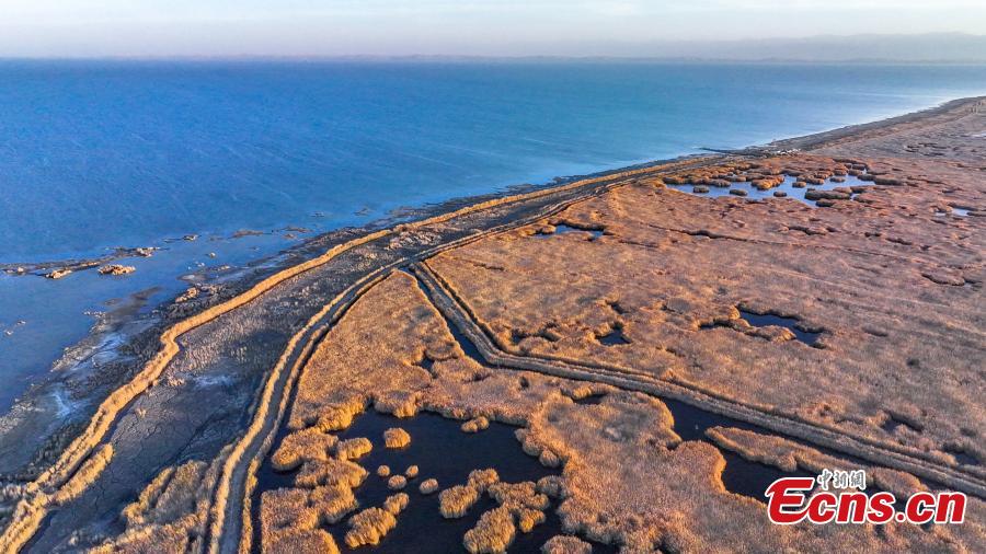 Potret Bunga Buluh Emas di Danau Bosten Xinjiang-Image-6