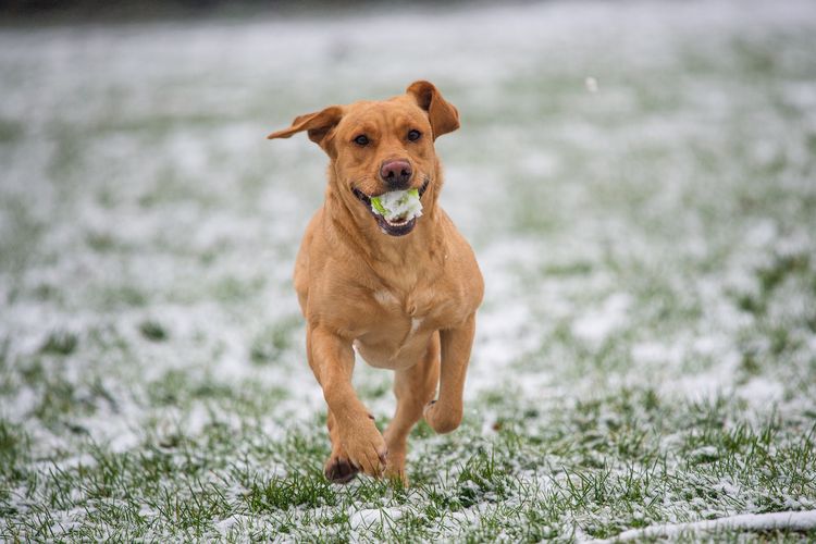 Shio 9 November 2023: Anjing Aura Ceria-Image-1 Shio 9 November 2023: Anjing Aura Ceria-Image-1