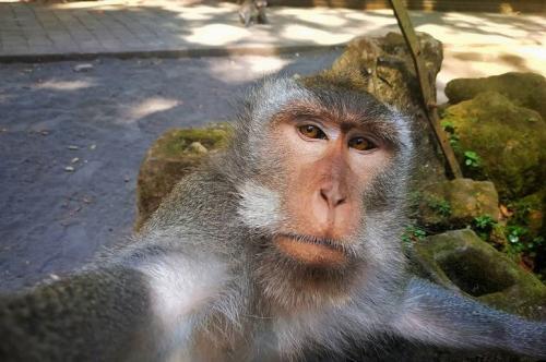 Shio 11 November 2023: Monyet Banyak Peluang-Image-1