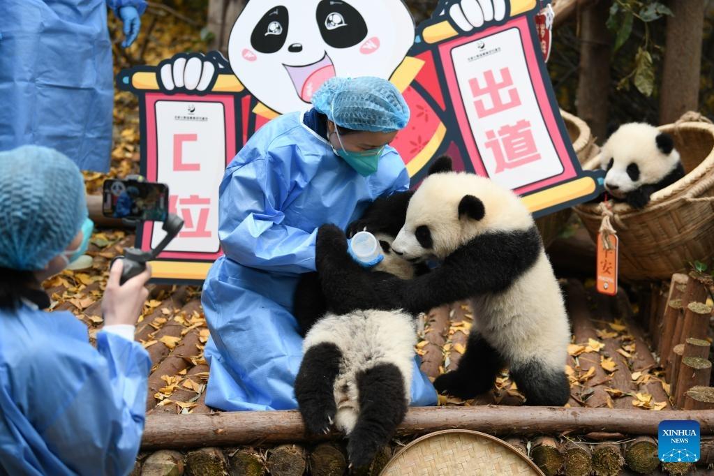China Dirikan Pusat Riset Panda-Image-1