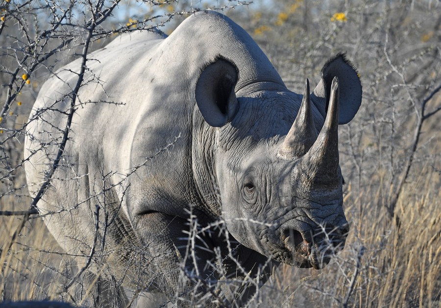 Perburuan badak di Namibia catat penurunan saat ancaman terhadap gajah meningkat-Image-1