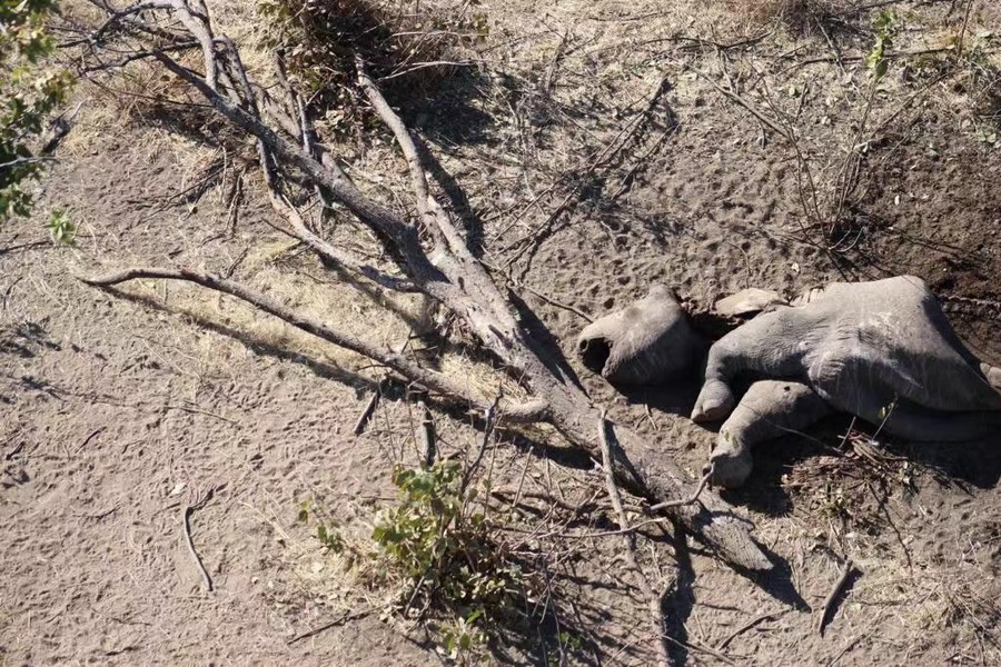 Perburuan badak di Namibia catat penurunan saat ancaman terhadap gajah meningkat-Image-2