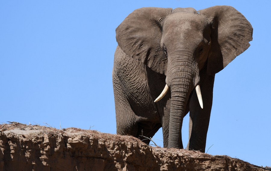 Perburuan badak di Namibia catat penurunan saat ancaman terhadap gajah meningkat-Image-3