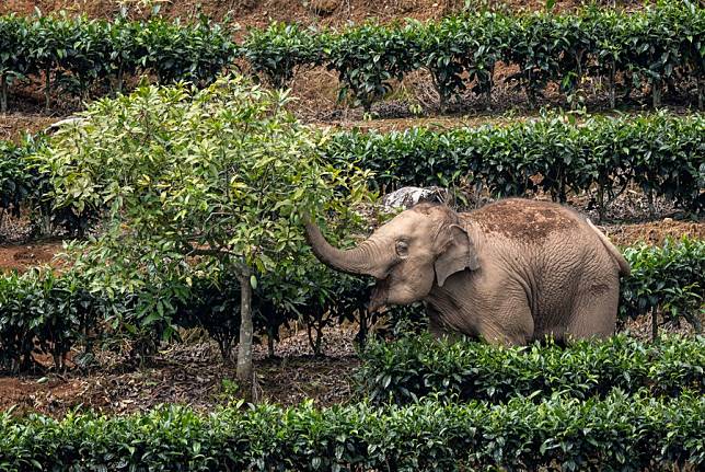 Ilmuwan China Ungkap Evolusi Pola Makan Gajah Purba-Image-1