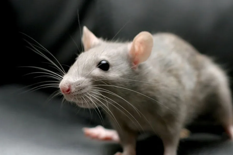 Shio 9 Desember 2023: Tikus Rejekinya Bagus-Image-1