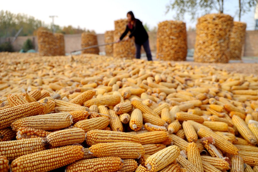 Ilmuwan China Kreasi Jagung Kaya Zat Besi-Image-1