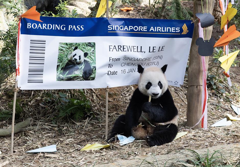 Hari-hari Akhir Panda Le Le di Singapura-Image-1