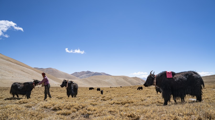 Orang Tibet Kawinkan Yak dan Sapi Sejak 2.500 Tahun-Image-1