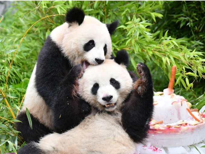 Panda Kembar Kelahiran Berlin, Pulang ke Chengdu-Image-1