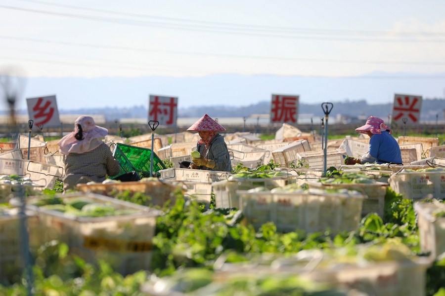 China laporkan tingkat pelestarian sumber daya plasma nutfah tanaman yang tinggi-Image-1