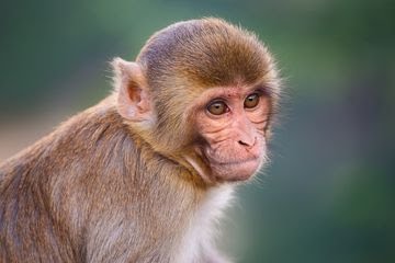Shio 6 Januari 2024: Monyet Populer Hari Ini-Image-1