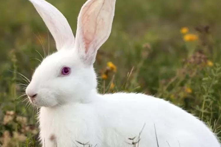 Shio 9 Januari 2024: Kelinci Penuh Percaya Diri-Image-1