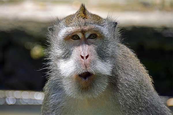 Shio 18 Januari 2024: Monyet Penuh Kreativitas dan Iamjinasi-Image-1