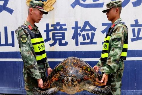 Lima Tersangka Ditangkap Karena Perburuan Liar di Qinghai-Image-1
