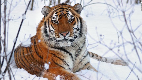 Harimau Siberia Muncul di Timur Laut China-Image-1