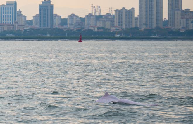 Lumba-lumba Putih yang Sangat Langka Terlihat di Xiamen-Image-3