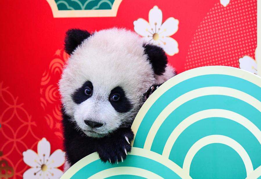 Anak panda kirim ucapan selamat Tahun Baru Imlek dari China barat daya-Image-1 Anak panda kirim ucapan selamat Tahun Baru Imlek dari China barat daya-Image-1
