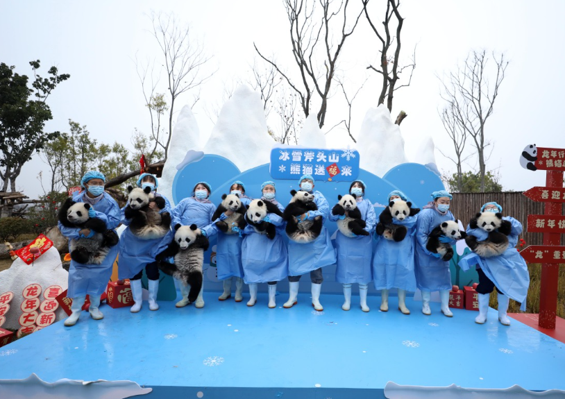 Video Anak Panda Dirilis Rayakan Tahun Baru Imlek-Image-1