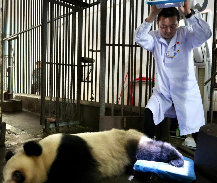 Kebun Binatang Chongqing Datangkan Ahli Medis Diagnosa Cedera Panda Raksasa-Image-1