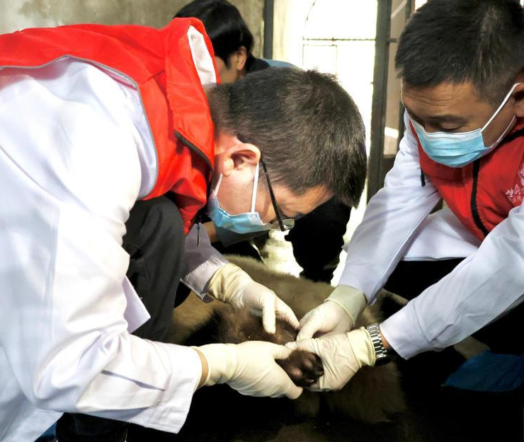 Kebun Binatang Chongqing Datangkan Ahli Medis Diagnosa Cedera Panda Raksasa-Image-4