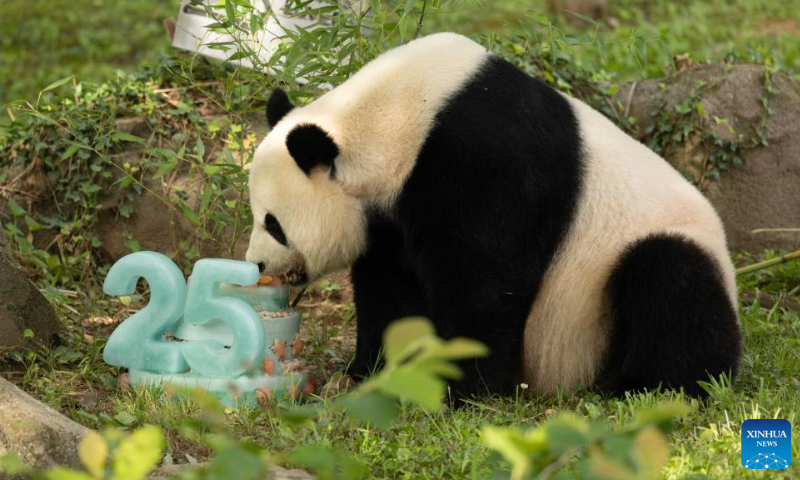 China Lanjutkan Kerja Sama Perlindungan Panda Raksasa dengan Spanyol dan AS-Image-1