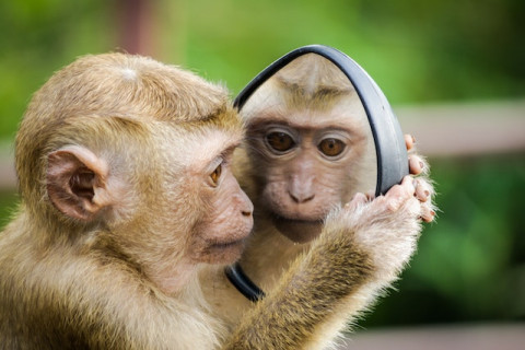 Shio 13 Maret 2024: Monyet Memiliki Pikiran Cepat dan Aktif-Image-1