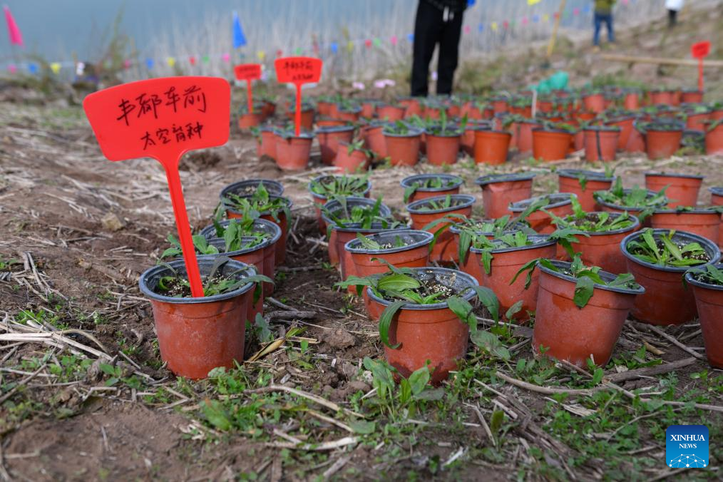 Tanaman Langka Kembali ke Alam Liar di Waduk Tiga Ngarai China-Image-1