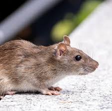 Shio 16 Maret 2024: Tikus Termotivasi Hari Ini-Image-1 Shio 16 Maret 2024: Tikus Termotivasi Hari Ini-Image-1