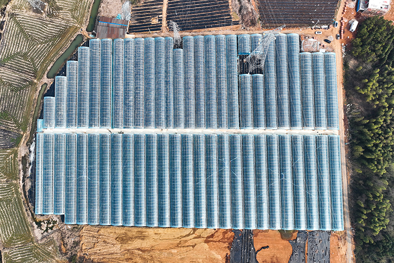 Teknologi 5G Berdayakan Budidaya Blueberry di Anhui-Image-1