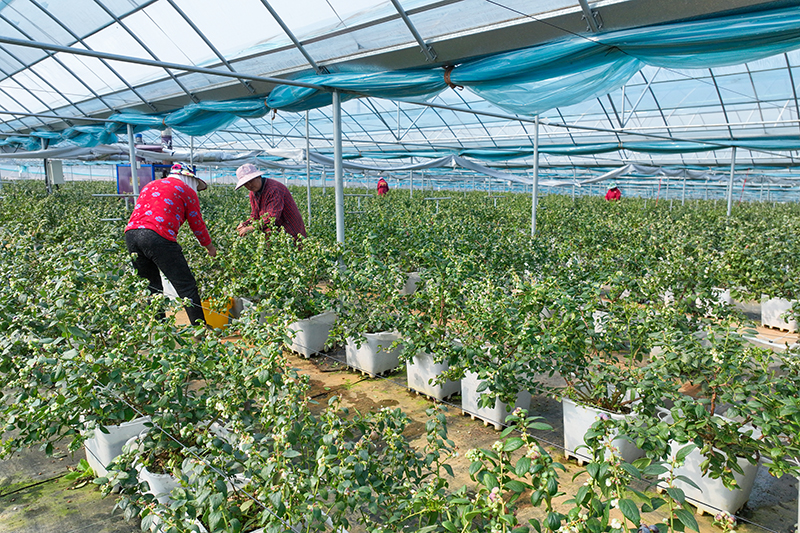 Teknologi 5G Berdayakan Budidaya Blueberry di Anhui-Image-2