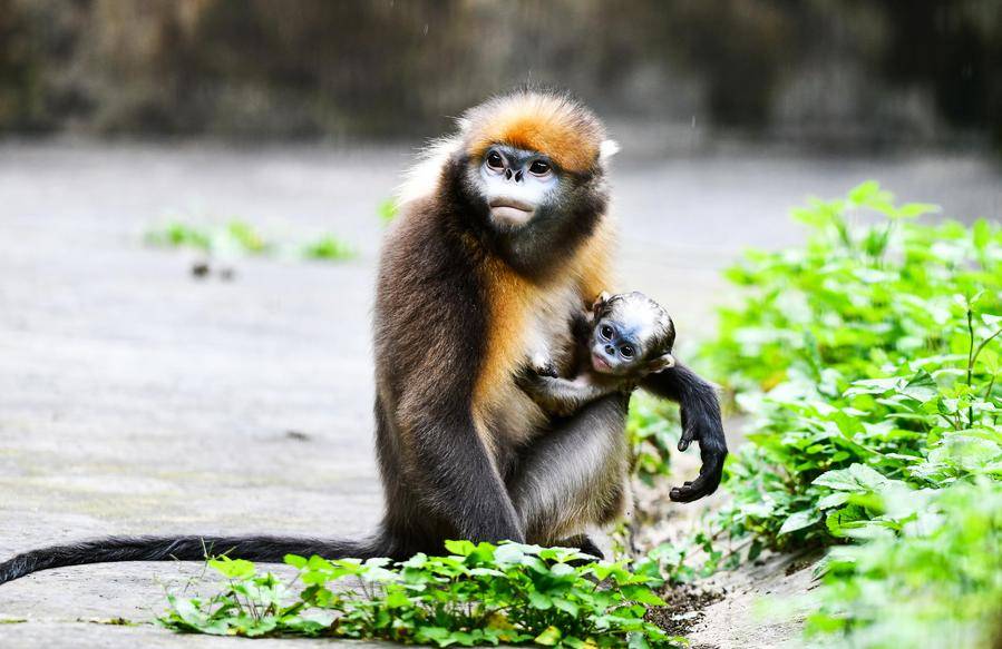 Monyet Emas Langka Lahir di Gunung Fanjingshan-Image-1