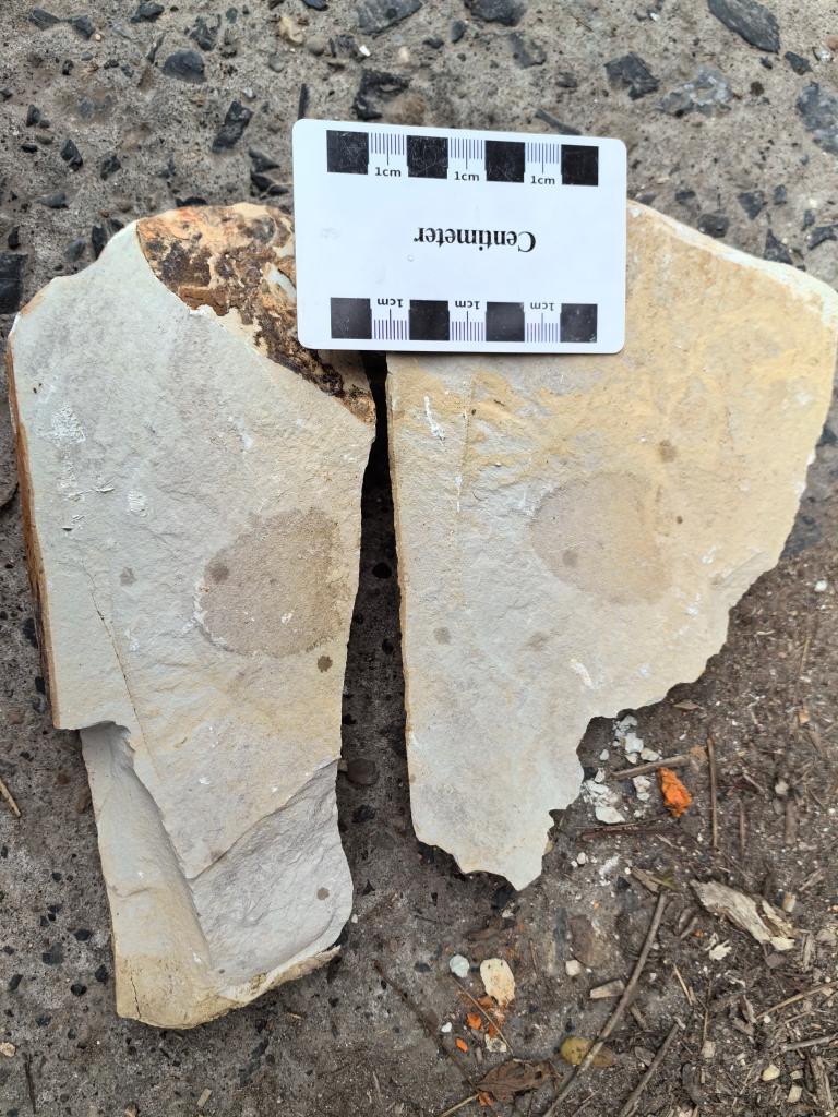 Fosil Berumur 540 Juta Tahun Ditemukan di Hunan-Image-1