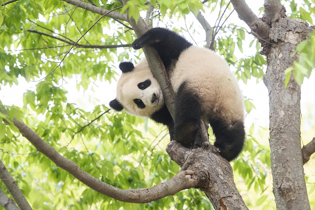 Panda Raksasa Kembali ke China-Image-1