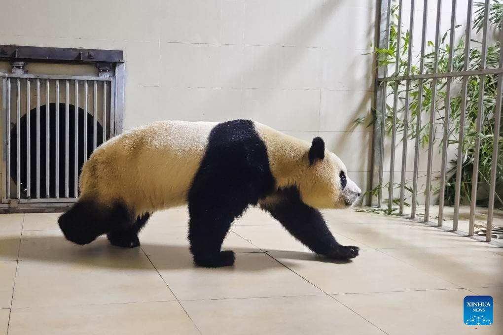 Panda Raksasa Diangkut ke Pangkalan Cagar Alam Nasional-Image-4
