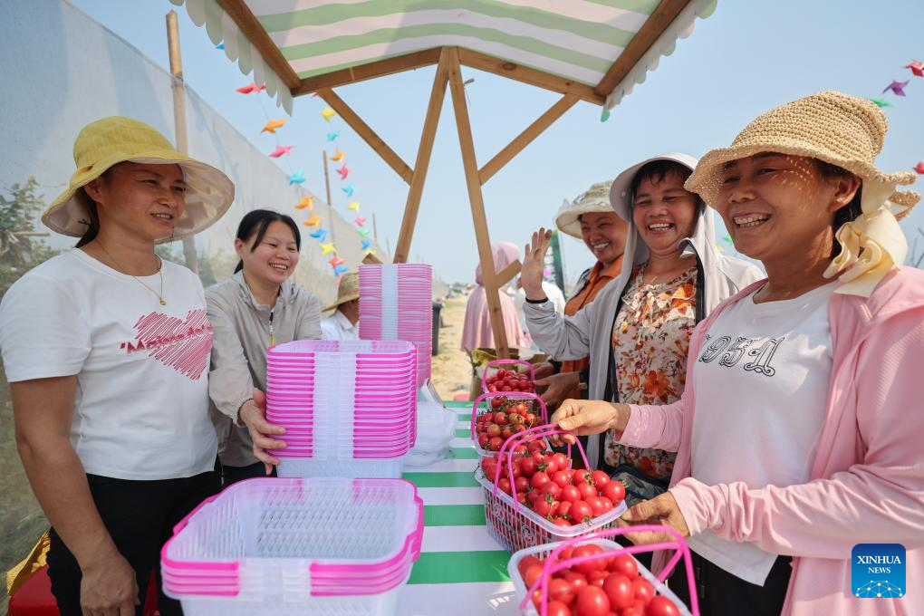POTRET: Festival Memetik Tomat Ceri di Hainan-Image-4